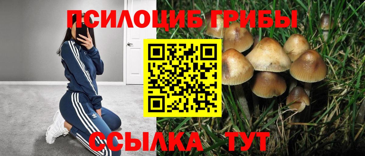 Псилоцибиновые грибы мицелий Балтийск
